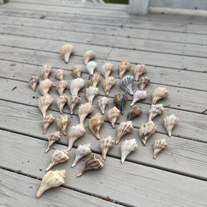 May include: A collection of seashells arranged in a heart shape on a wooden deck. The shells are a variety of colors and sizes, with some having a brown, white, and black pattern.