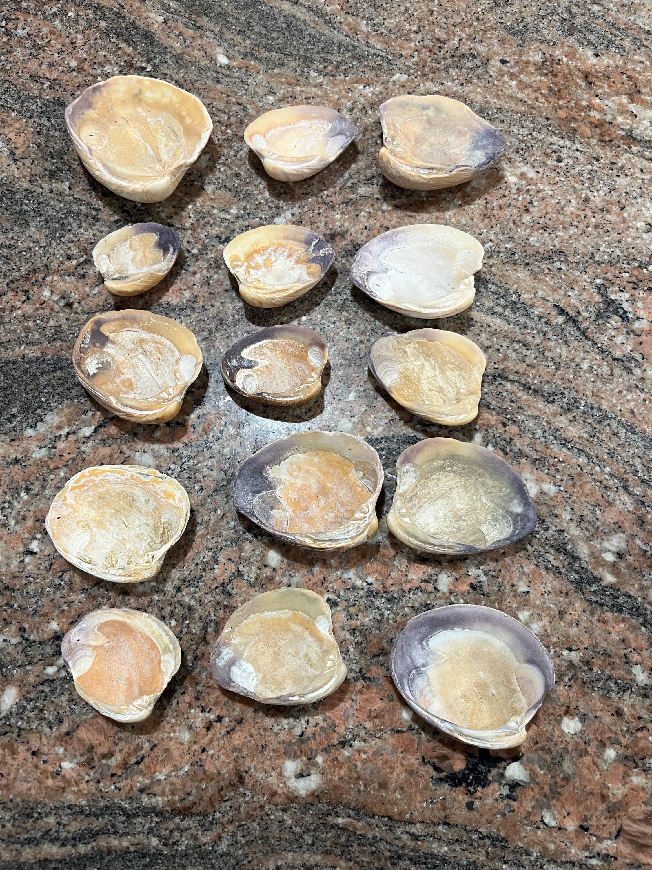 15 Atlantic Clam Shells - 2” - 3” Width - Tan Tones - Etsy