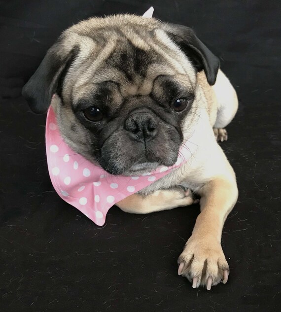 polka dot dog bandana