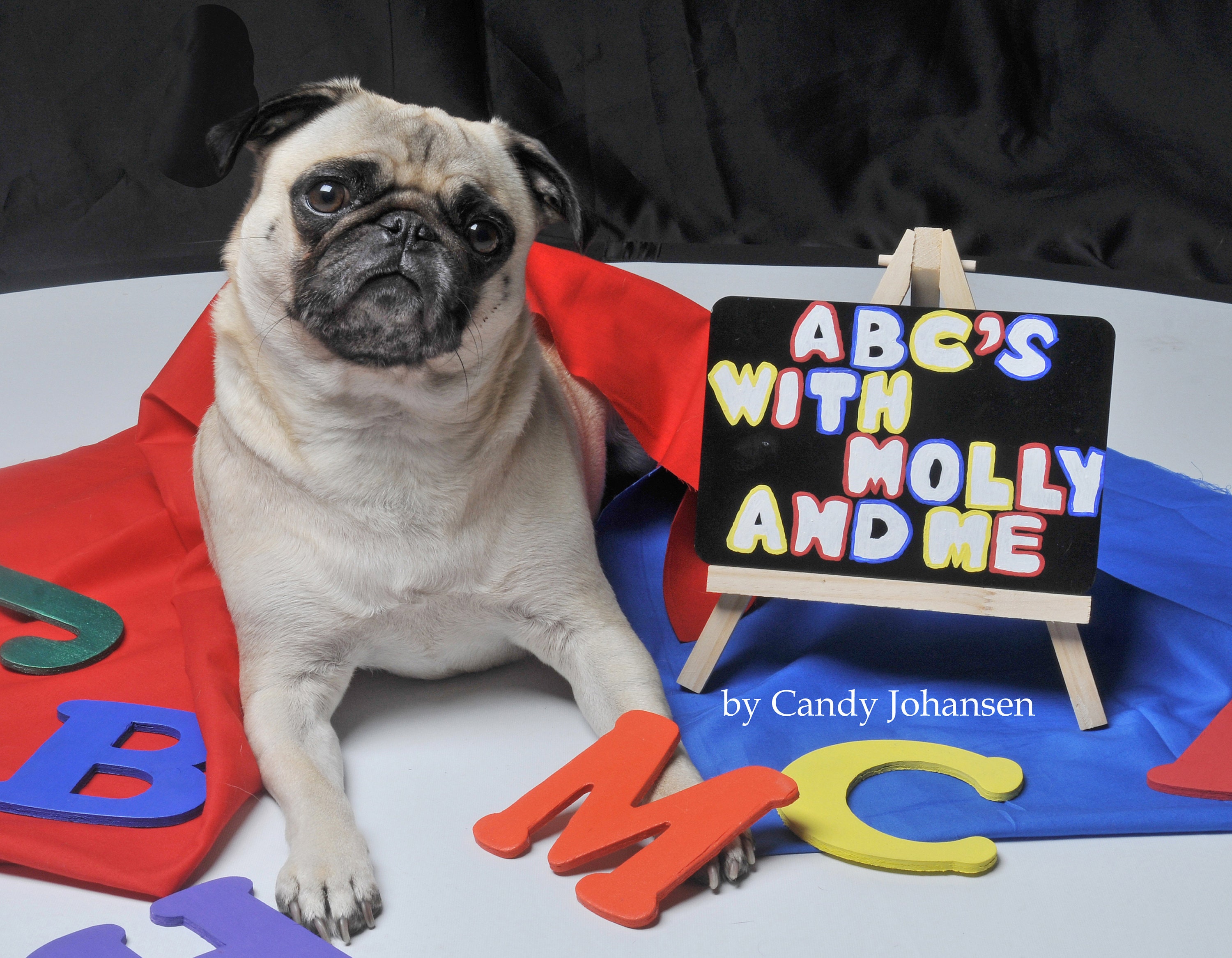 Molly the pug