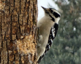 Natural wood log suet birdfeeders! Birdfeeders, woodpecker feeders, nuthatches, backyard birds, bird enthusiasts, woodland, outdoors!