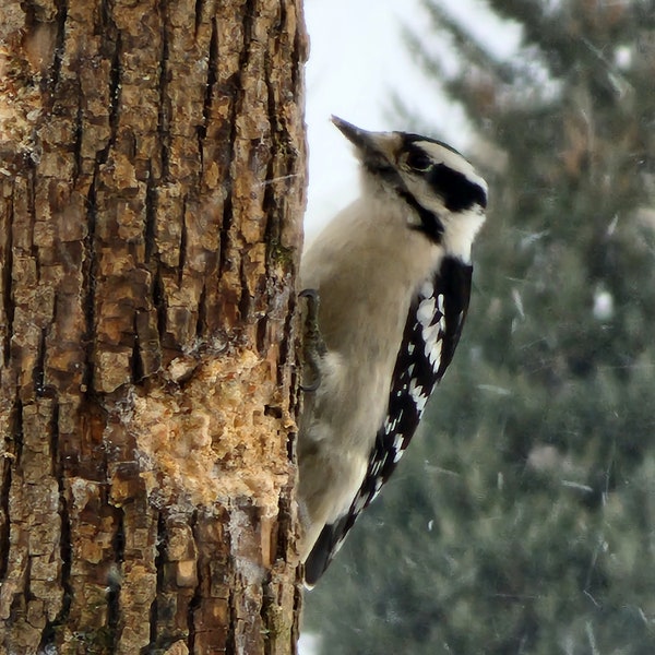 Natural wood log suet birdfeeders! Birdfeeders, woodpecker feeders, nuthatches, backyard birds, bird enthusiasts, woodland, outdoors!