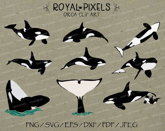 Download Orca Svg Etsy