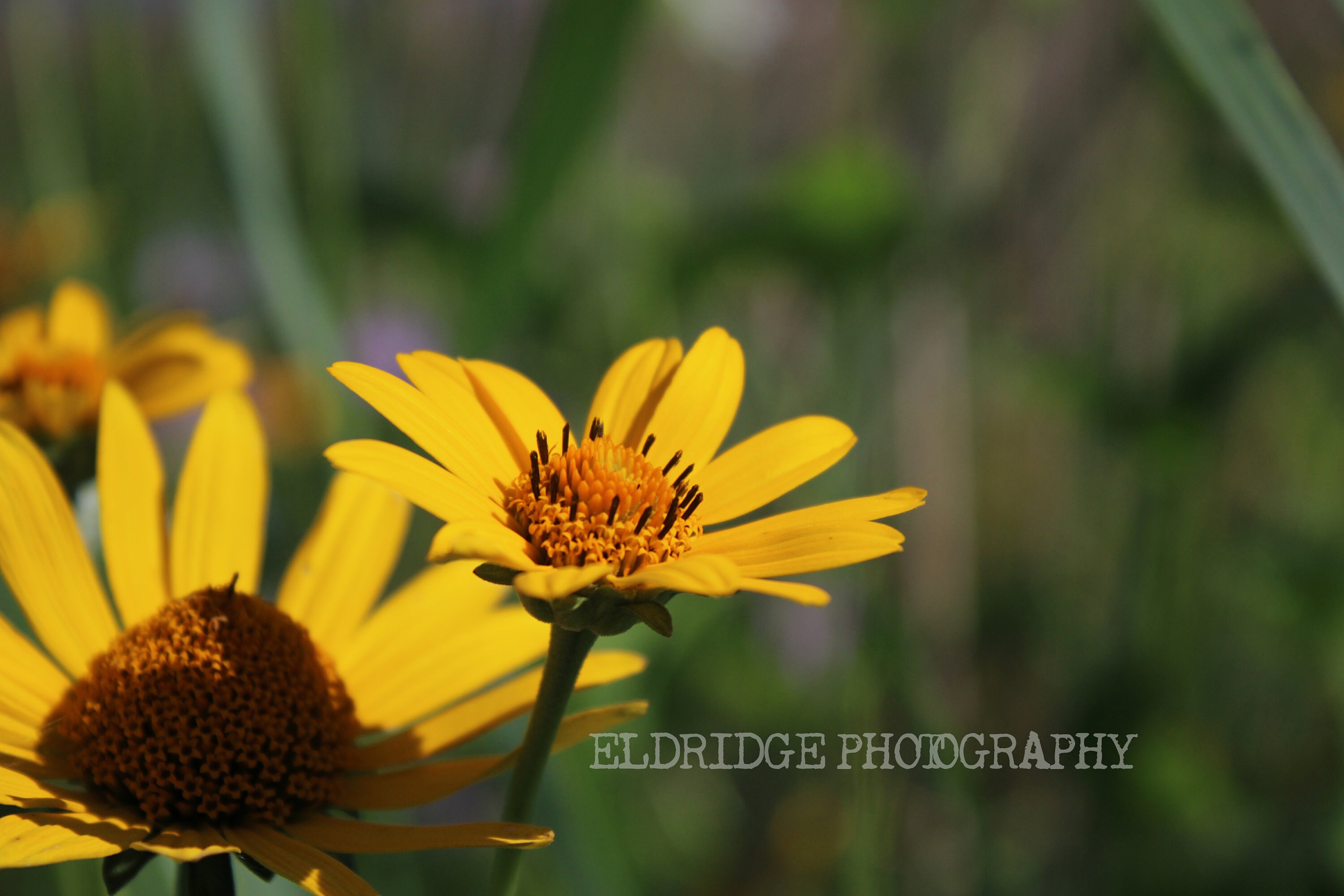 Schweinitz's Sunflower Etsy