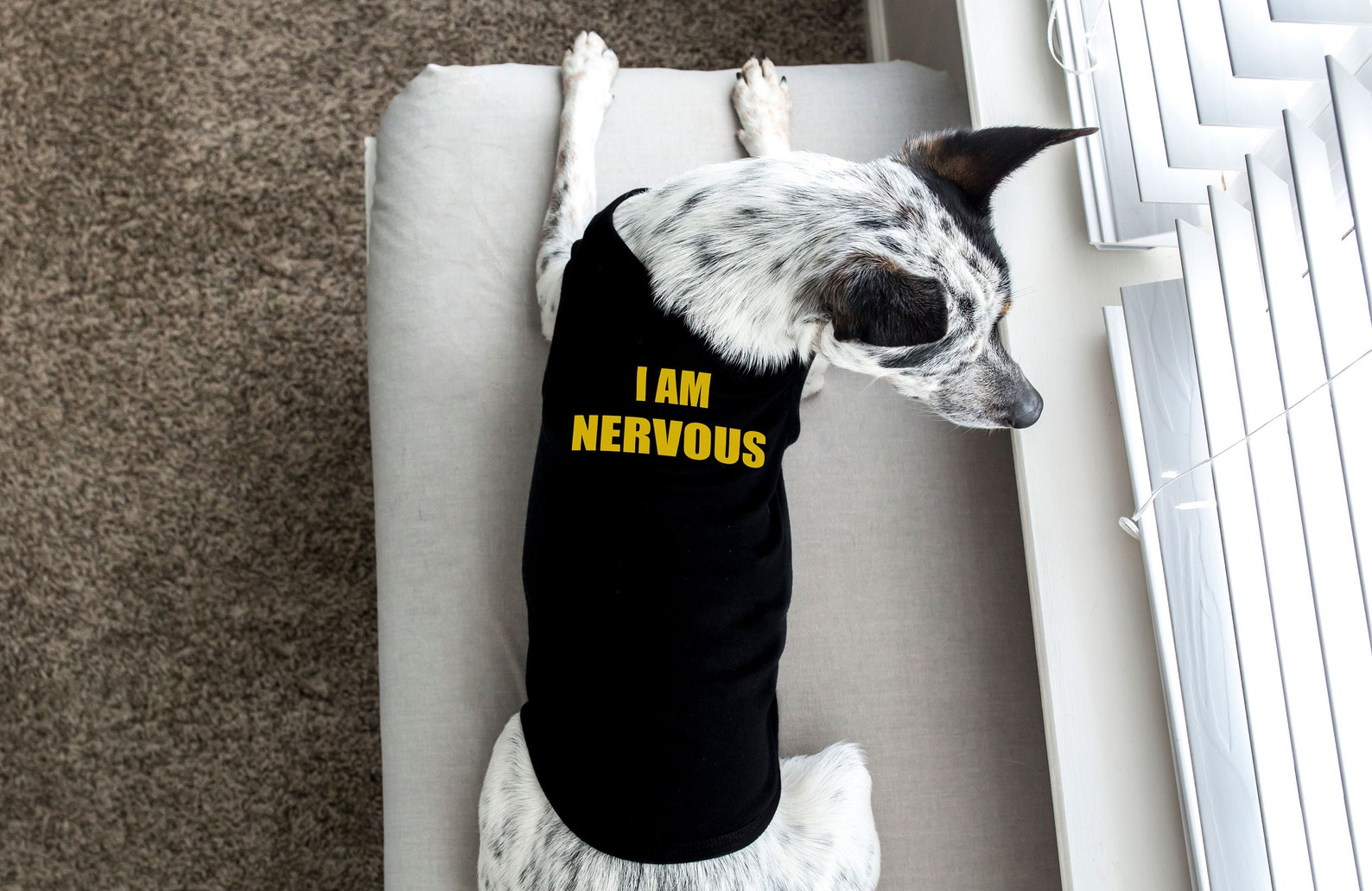 Nervous Dog Vest Warning Dog Tank I AM NERVOUS Dog Shirt Etsy