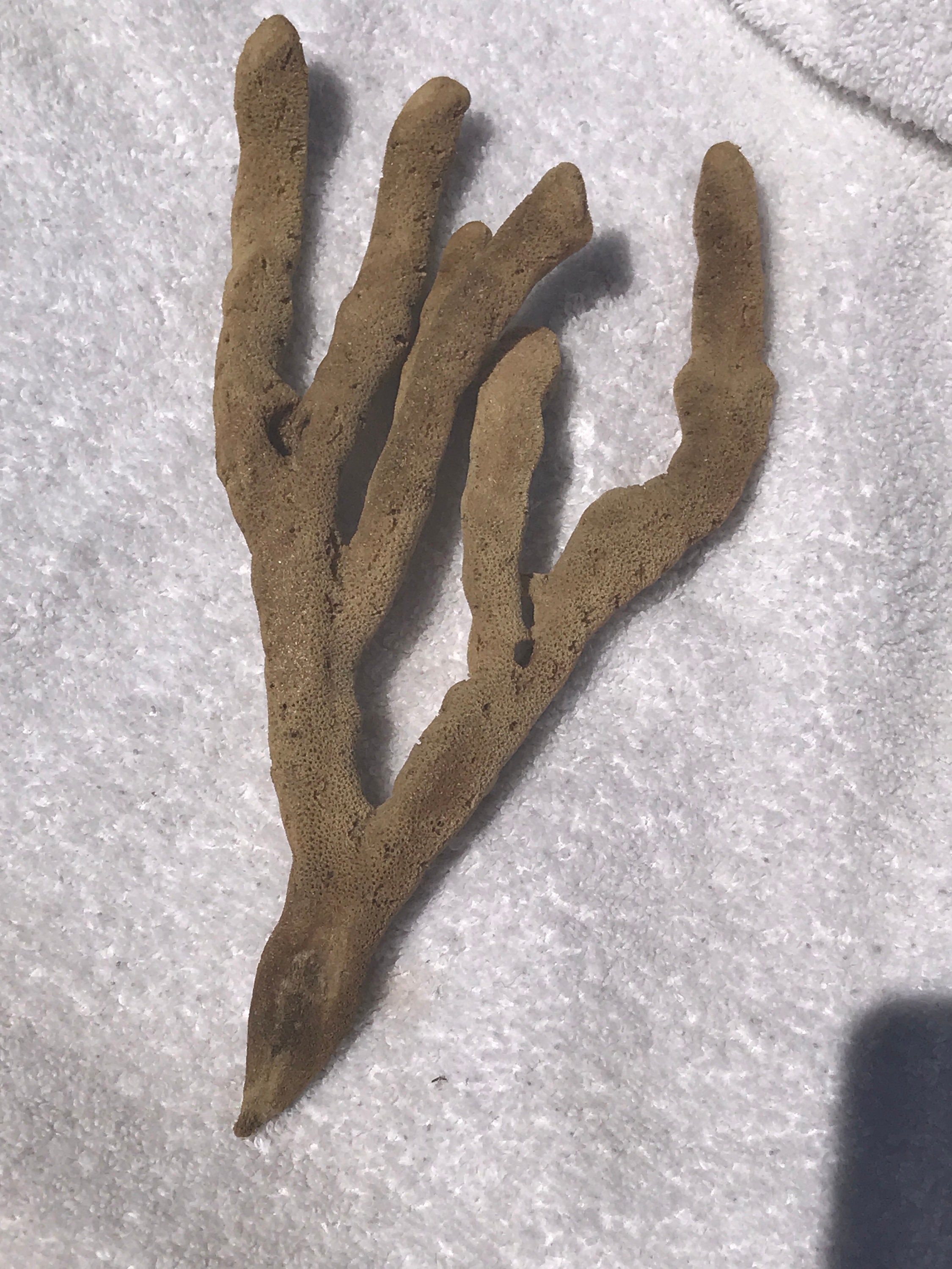 Finger Sponge Natural From the Ocean Etsy UK