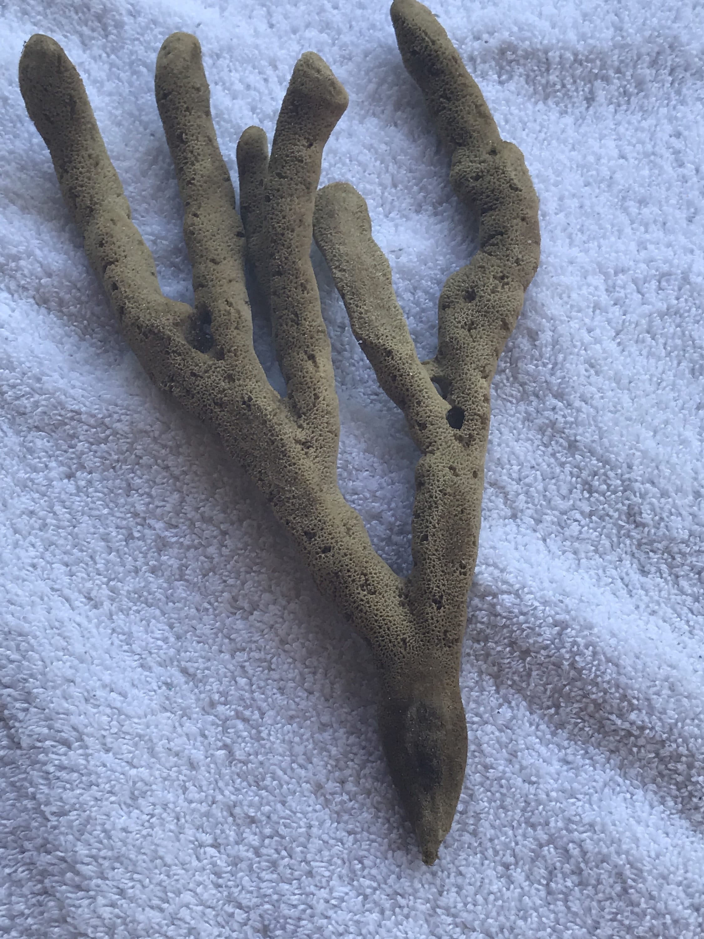 Finger Sponge Natural From the Ocean Etsy UK