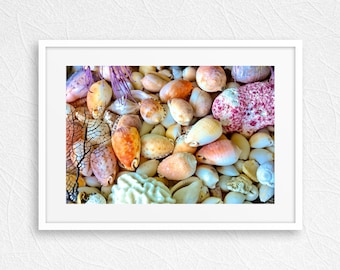 Coastal Seashell Wall Art Print, Beachcomber Ocean Photography, Nautical Coastal Decor, Unmatted, Unframed
