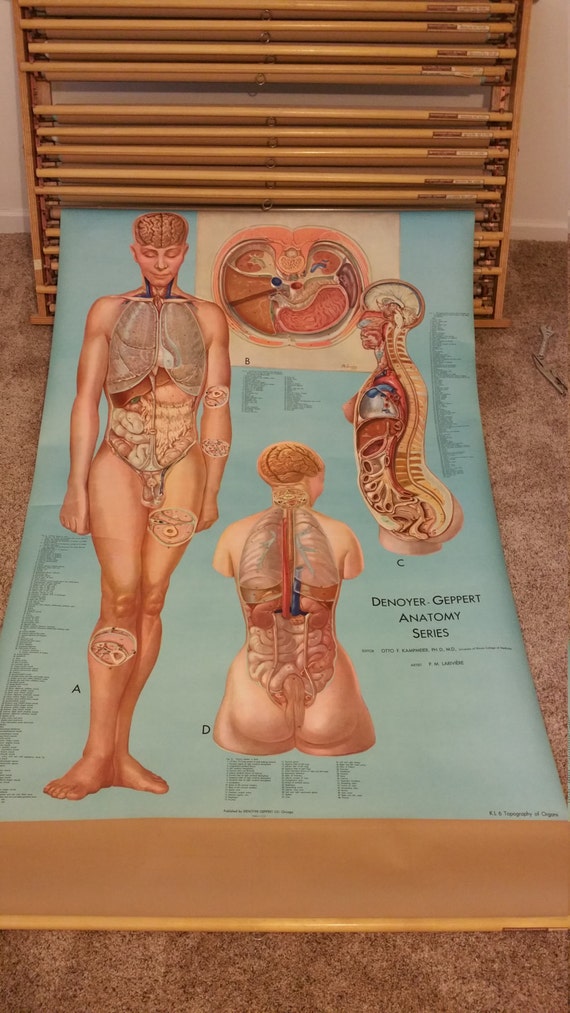 Denoyer Geppert Anatomy Charts