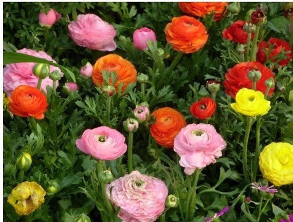 Ranunculus Mixed Flower 10 bulbs | Etsy