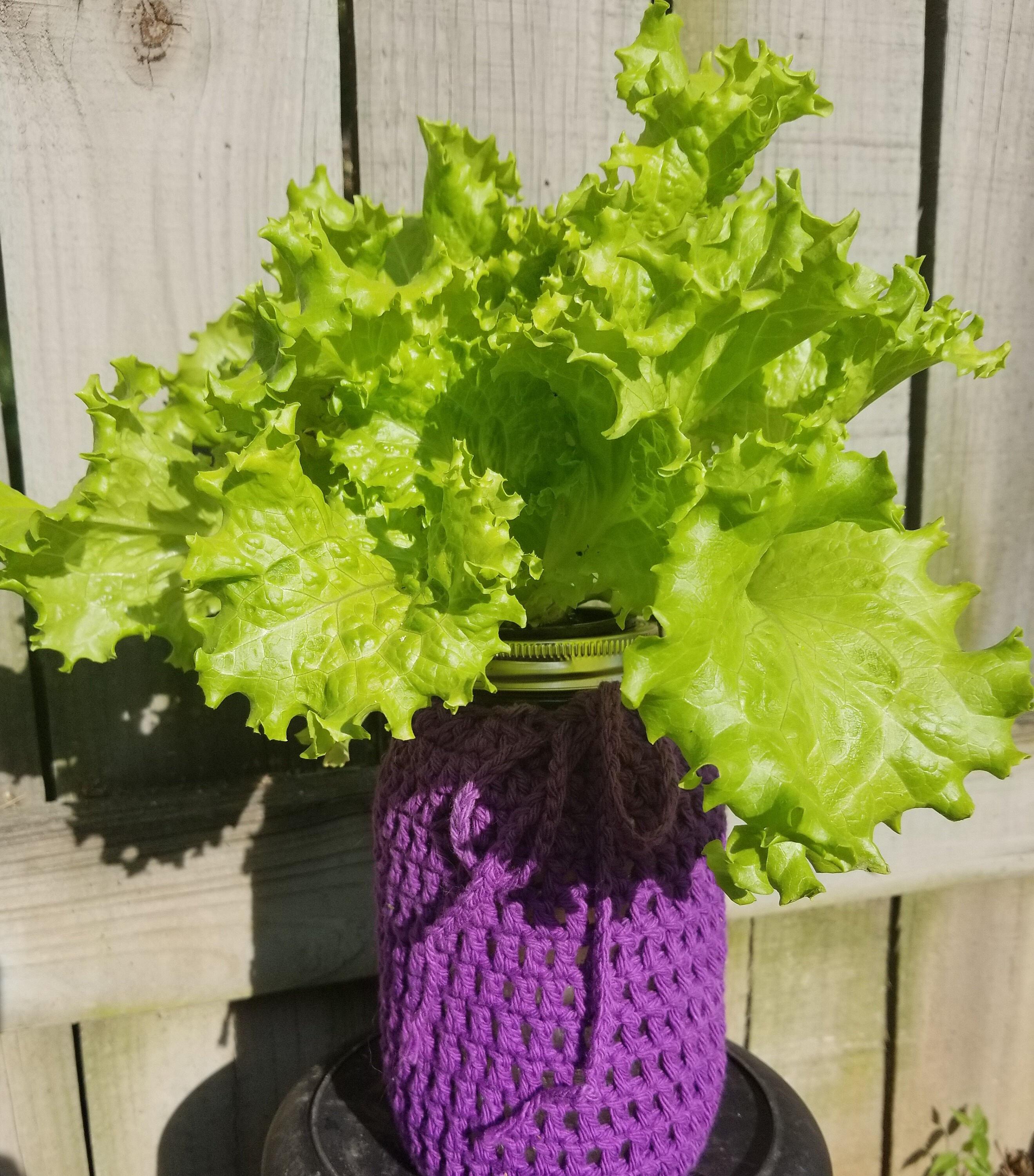 Lettuce jar kit Hydroponic mason jar lettuce Etsy