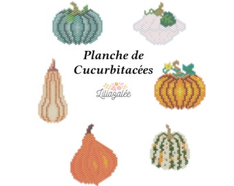 Cucurbit Plant Diagrams PDF