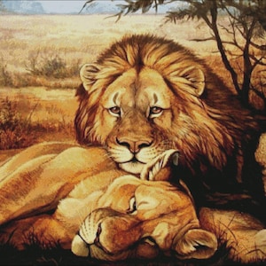 Può includere: Dipinto di due leoni che riposano in un campo erboso. Il leone maschio, con una criniera folta, è posizionato sopra una leonessa, entrambi con pelliccia marrone dorata. Lo sfondo presenta erba secca e alberi sparsi.