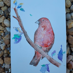 Red Robin Watercolor Painting, original red robin watercolor