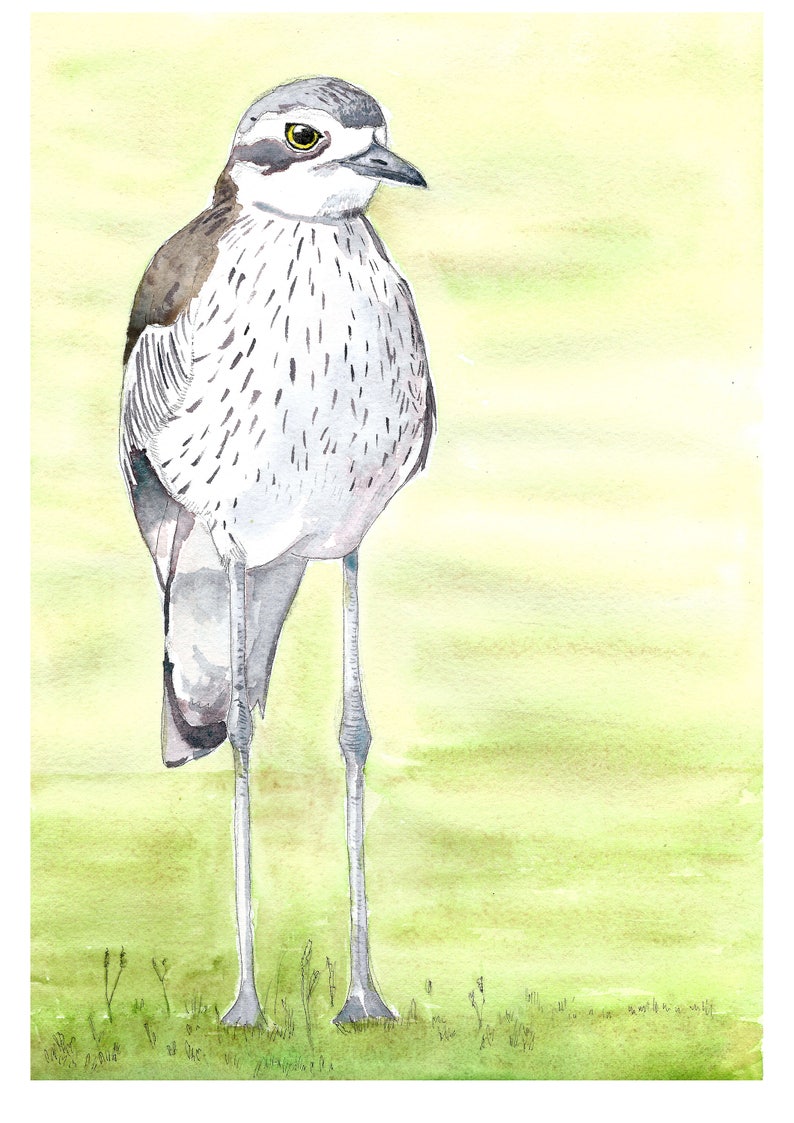 Curlew art print Curlew wall art Queensland bird art | Etsy