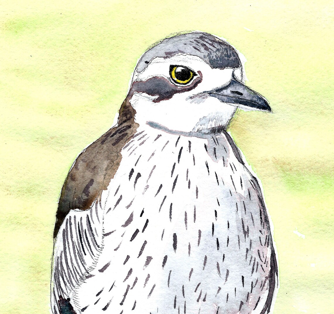 Curlew art print Curlew wall art Queensland bird art | Etsy