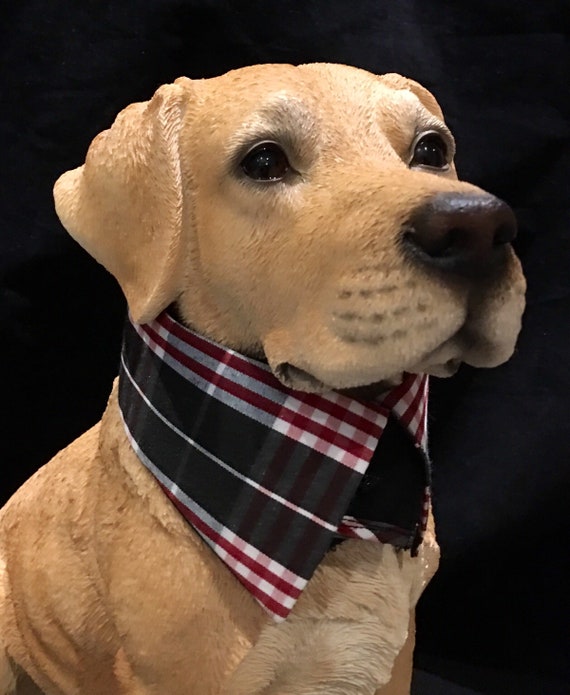 dog collar dress