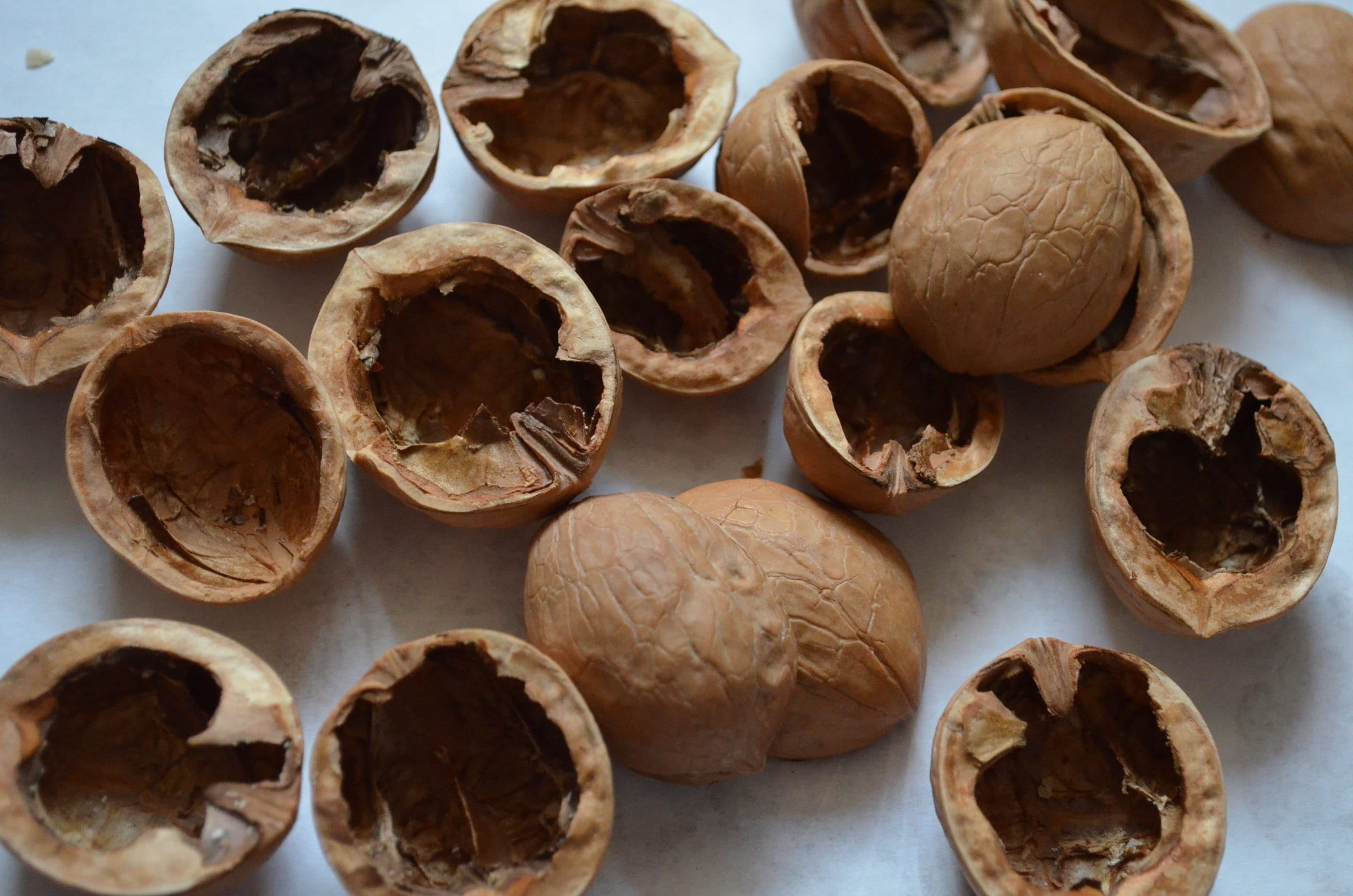 Walnut shell halves Walnut Slices Crafts Supplies Walnut Etsy