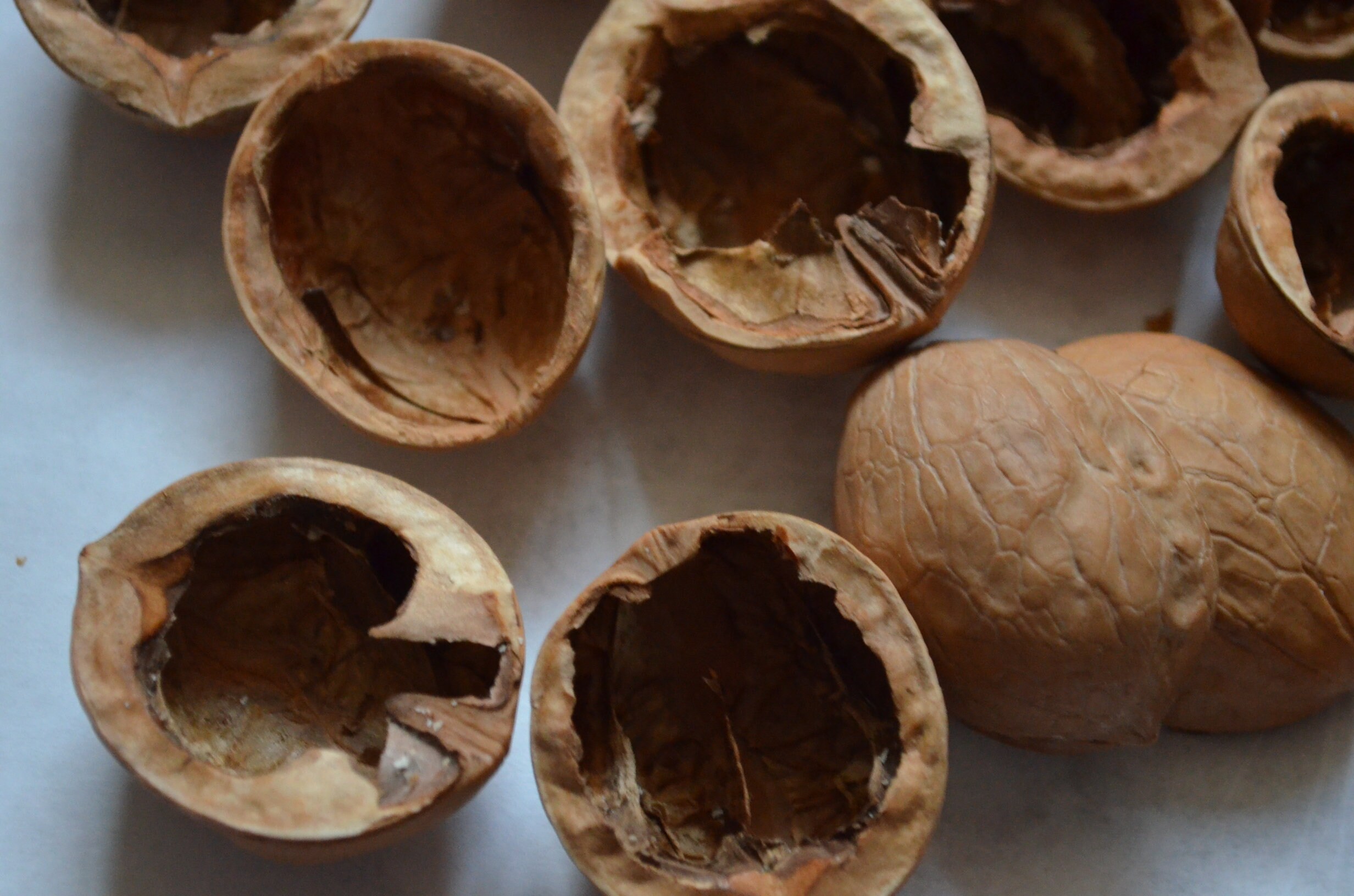 Walnut shell halves Walnut Slices Crafts Supplies Walnut Etsy