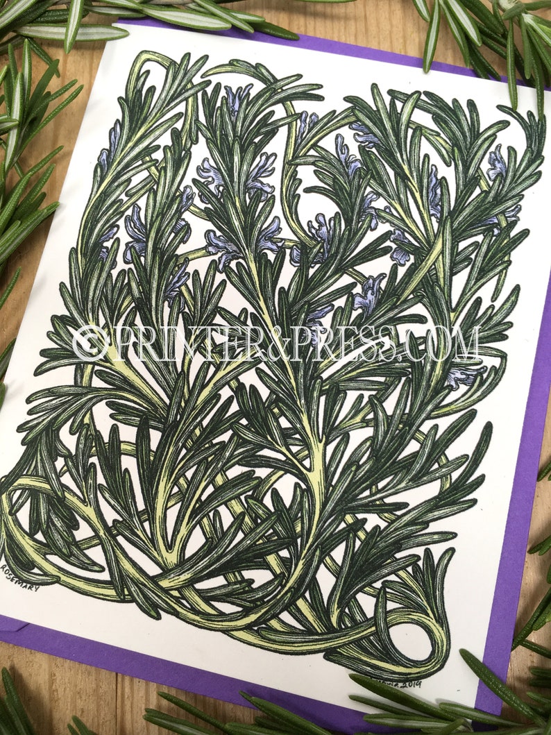 Plant Illustration Botanical Illustration Rosemary Greeting Card with Purple Envelope : Herb Card Herb Art Art Card Herb Drawing
