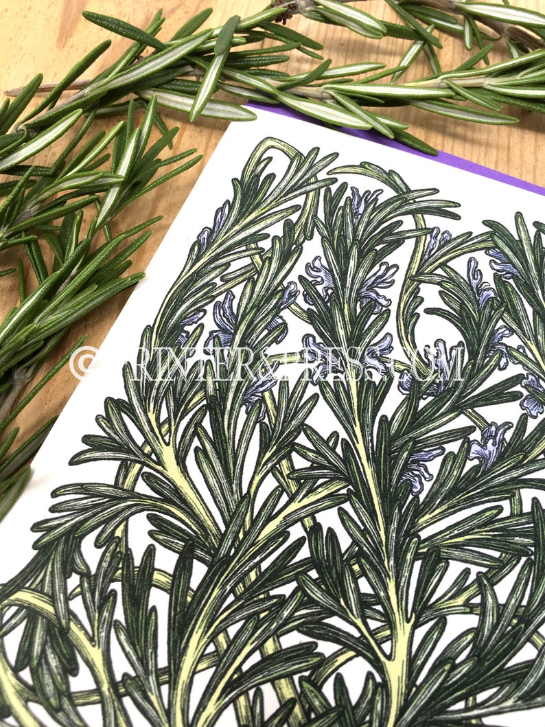 Plant Illustration Botanical Illustration Rosemary Greeting Card with Purple Envelope : Herb Card Herb Art Art Card Herb Drawing