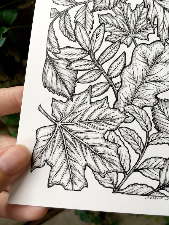 Ink Drawings Of Leaves