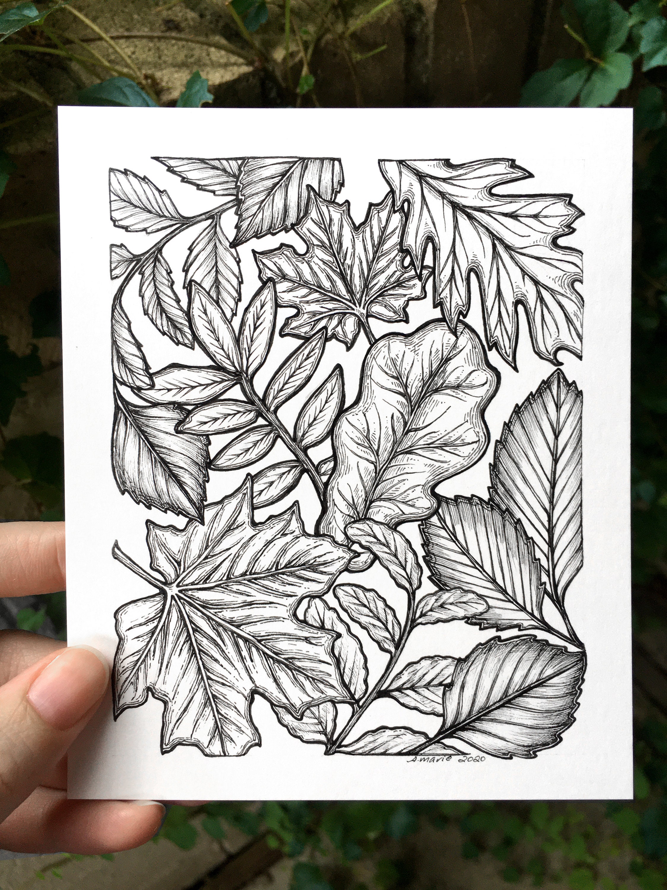 Buy Original Pen and Ink Drawing of Fall Leaves : Black and White Original  Art Autumn Leaves Colorful Leaves Online in India - Etsy