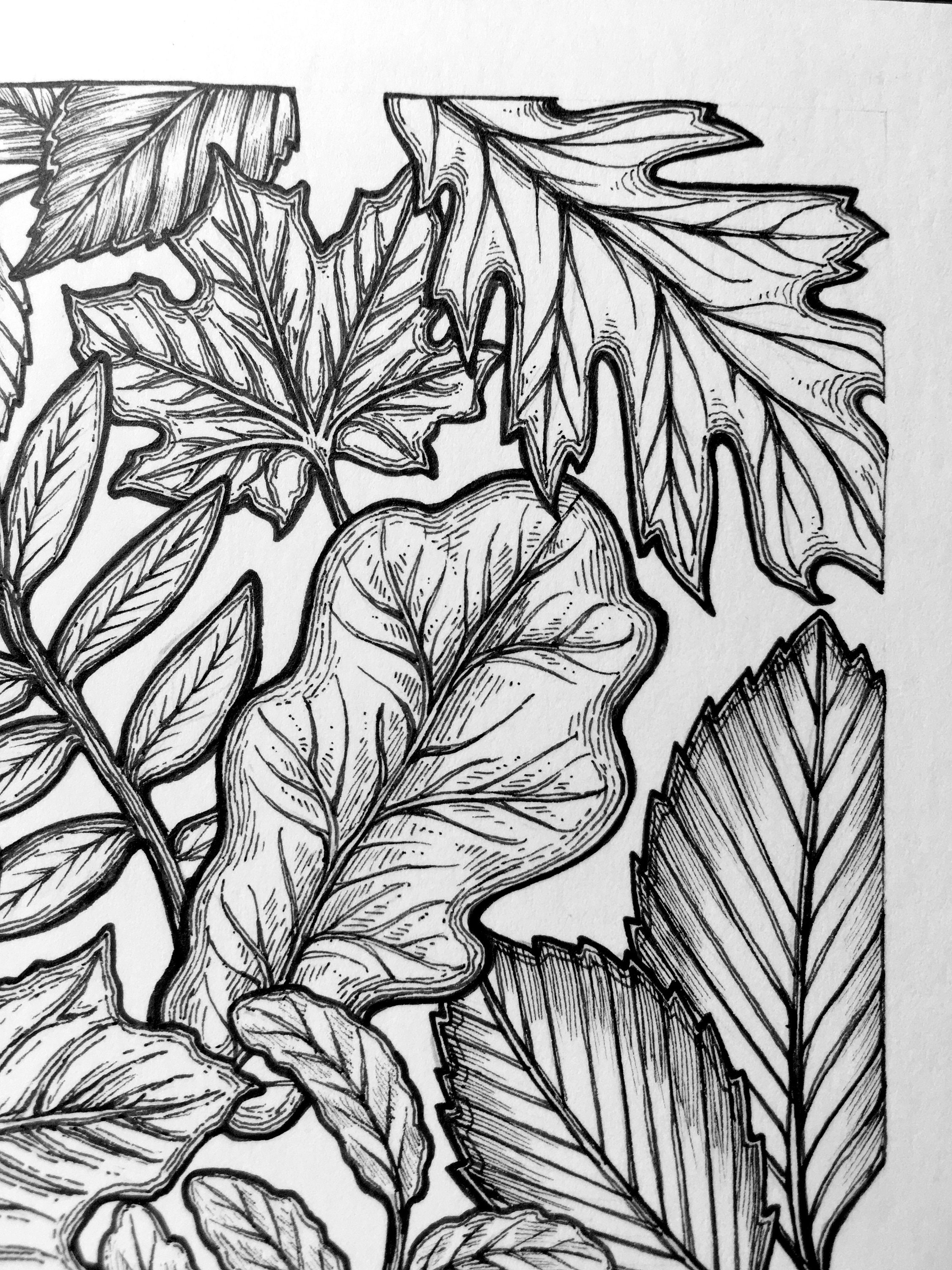 Original Pen and Ink Drawing of Fall Leaves Black and White Etsy