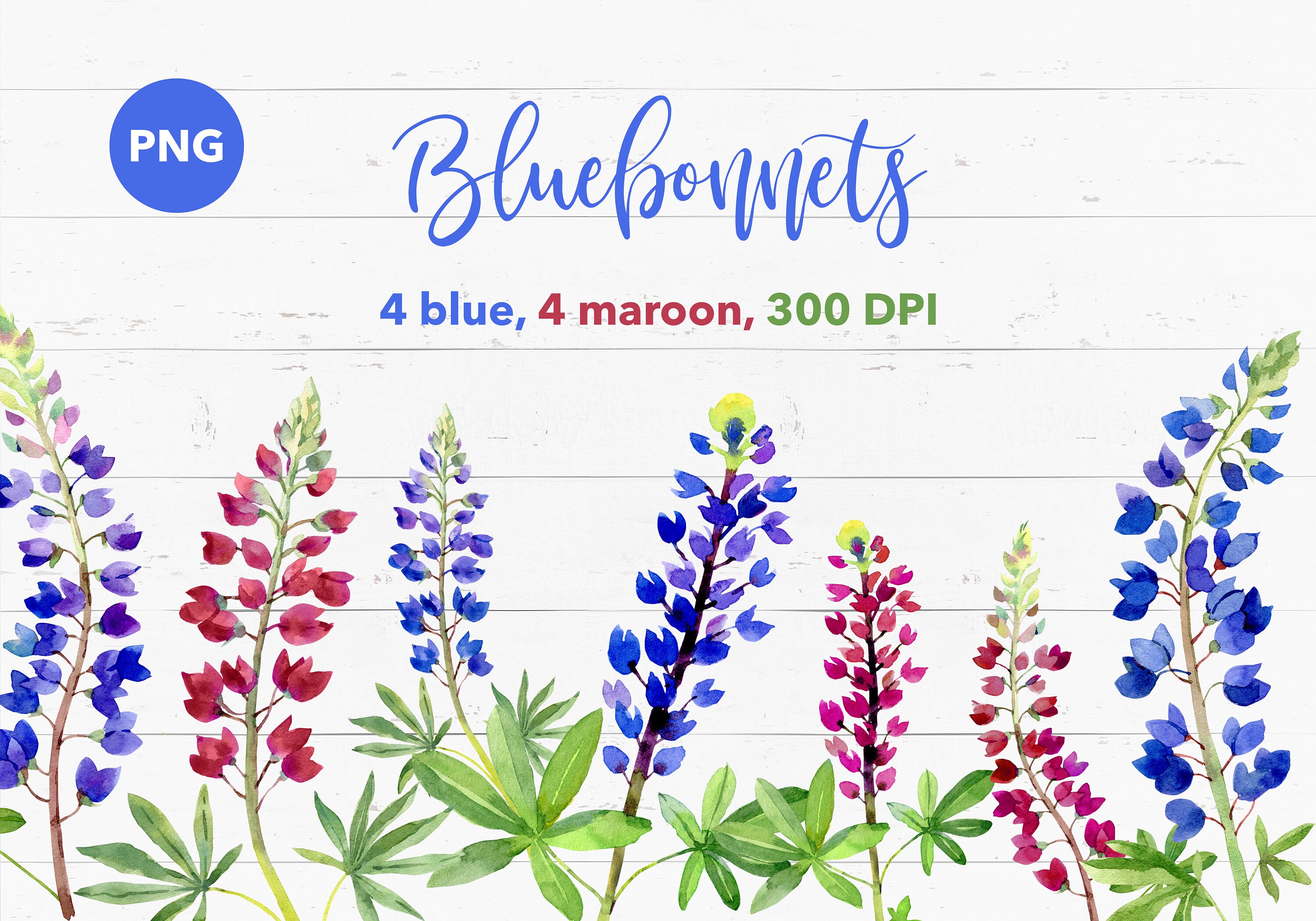 Bluebonnet Flowers PNG Clipart 300 DPI, Lupine Floral Blue and Maroon ...