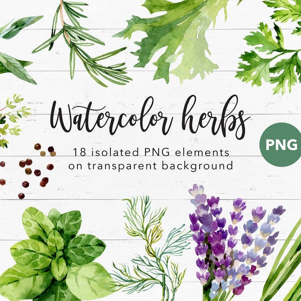 Watercolor green herbs clipart PNG. Cilantro, sage, chives, oregano, lettuce, and lavender, basil, thyme, mint, rosemary