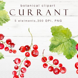 Kit clipart groseilles PNG baies téléchargement instantané illustration aquarelle imprimable