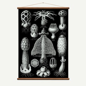 Grafico a discesa vintage dei funghi. Arte vintage fatta a mano di alta qualità