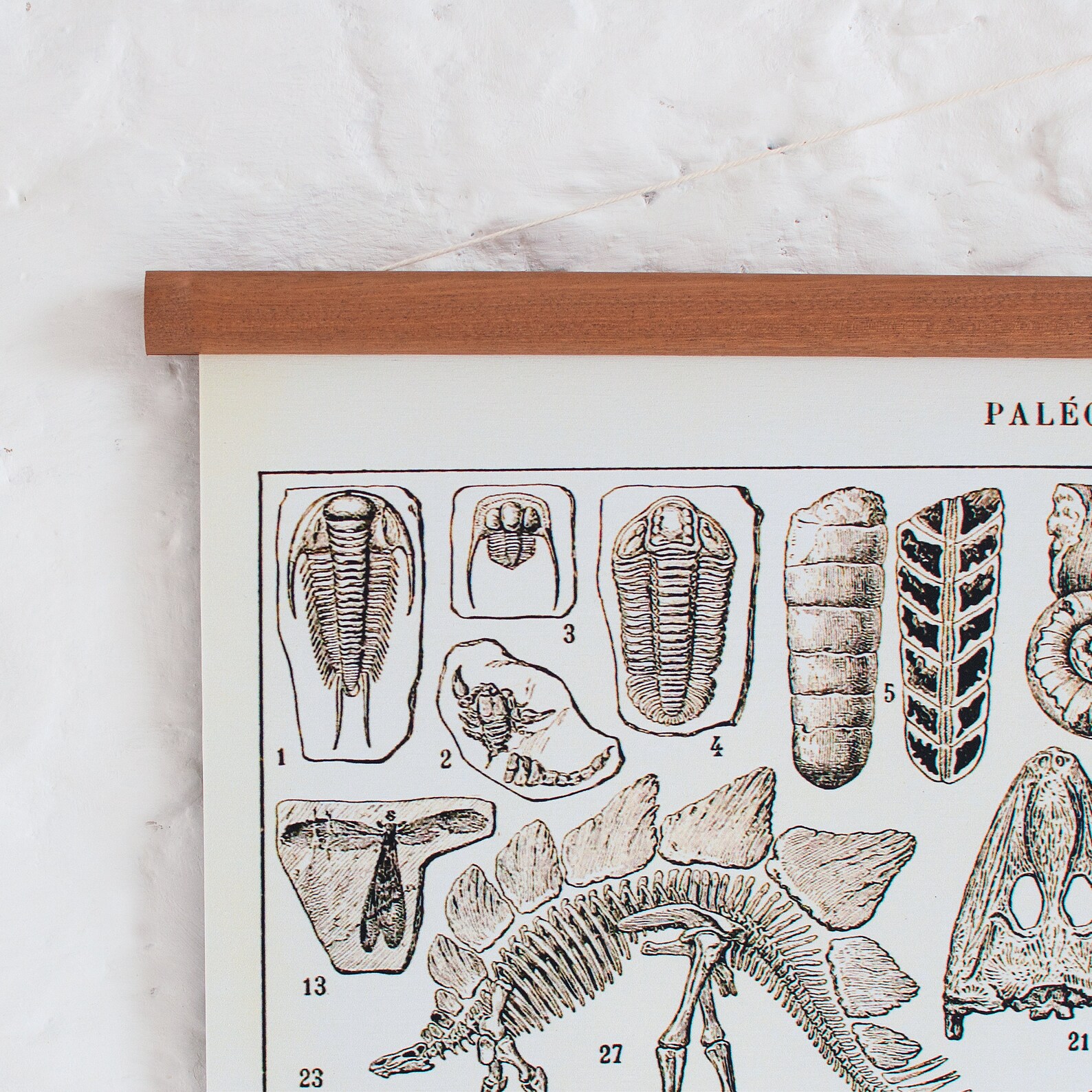 Dinosaurs - Fossils Vintage Pull Down Wall Chart - Etsy
