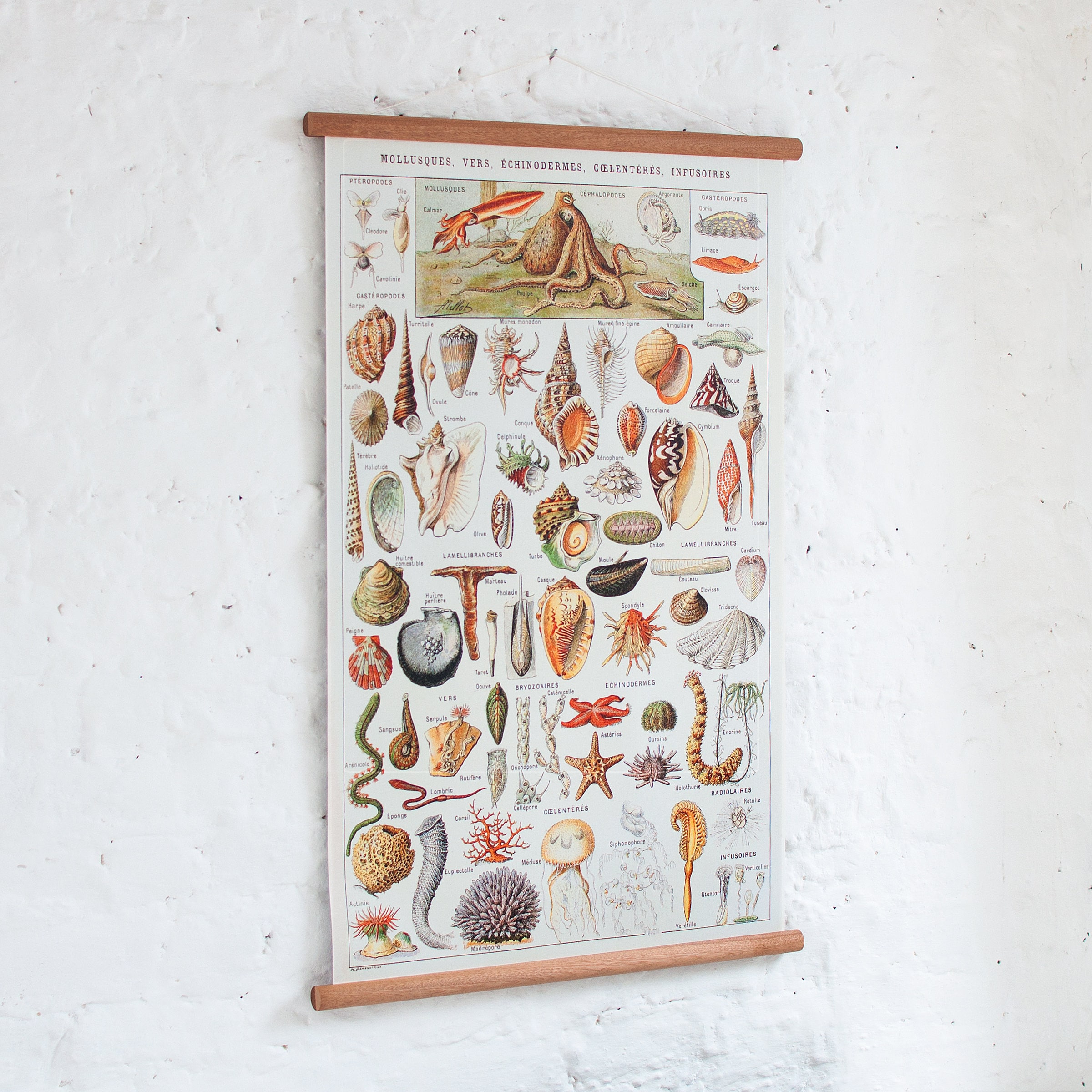 Sealife - Vintage Pull Down Wall Chart - Etsy
