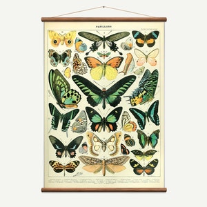 Grafico a discesa vintage di Papillons / Butterfly. Arte vintage fatta a mano di alta qualità
