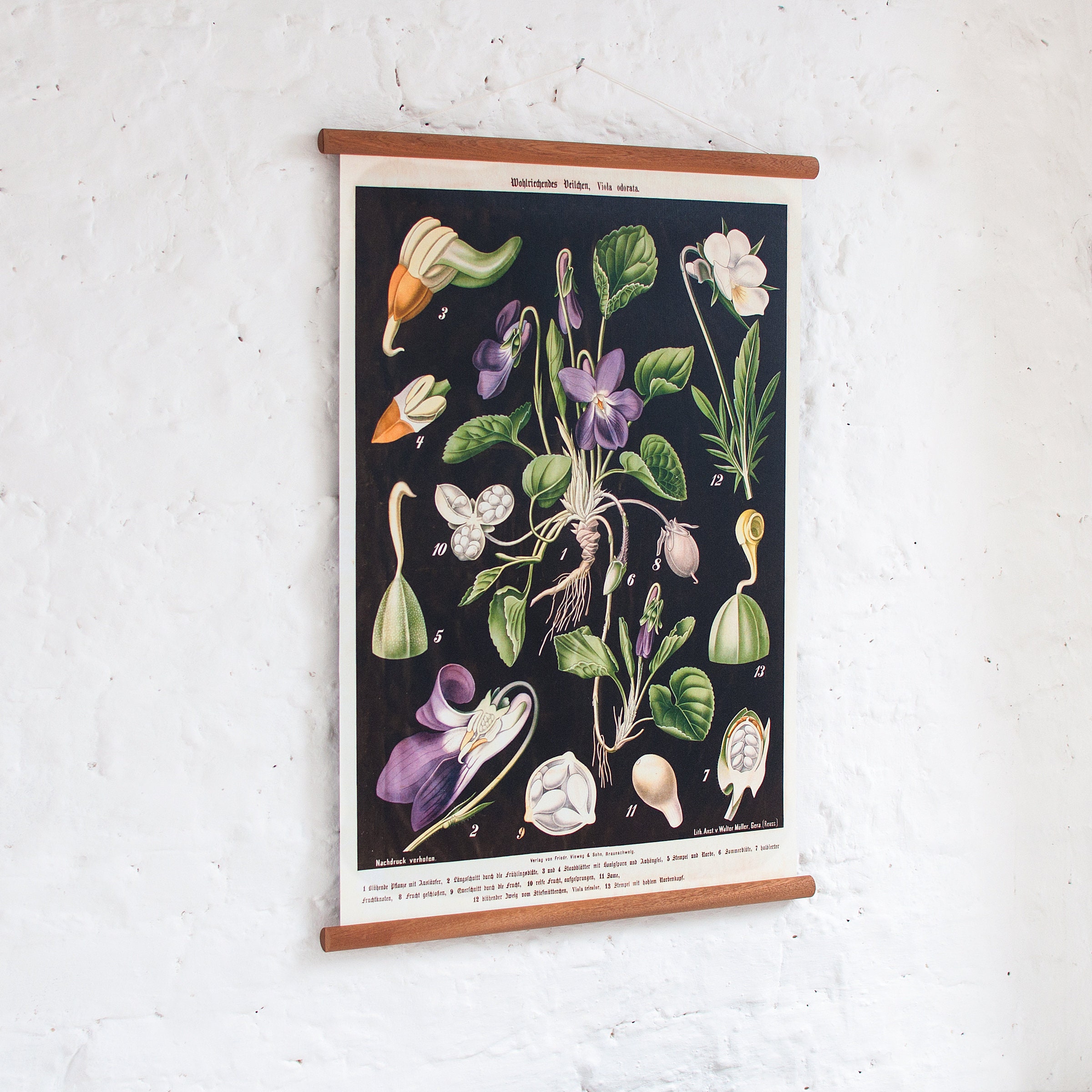 Viola Flower - Vintage Pull Down Wall Chart - Etsy