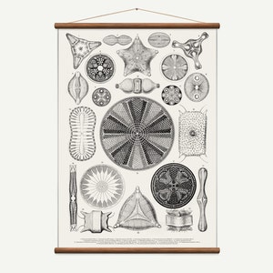 Vintage ziehen nach unten Diagramm von Diatomen weiß. Hohe Qualität handgemachte Vintage-Kunst