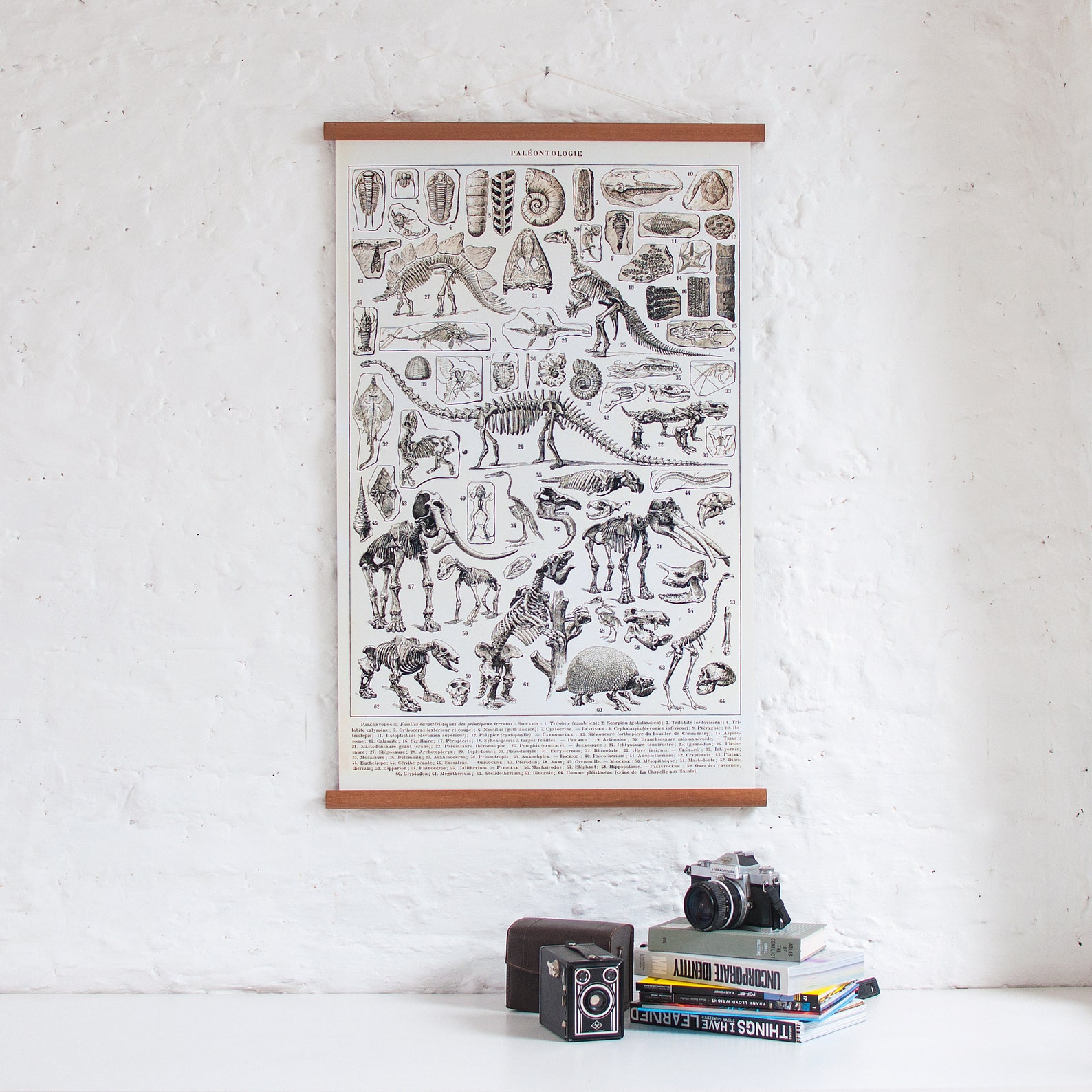 Dinosaurs - Fossils Vintage Pull Down Wall Chart - Etsy