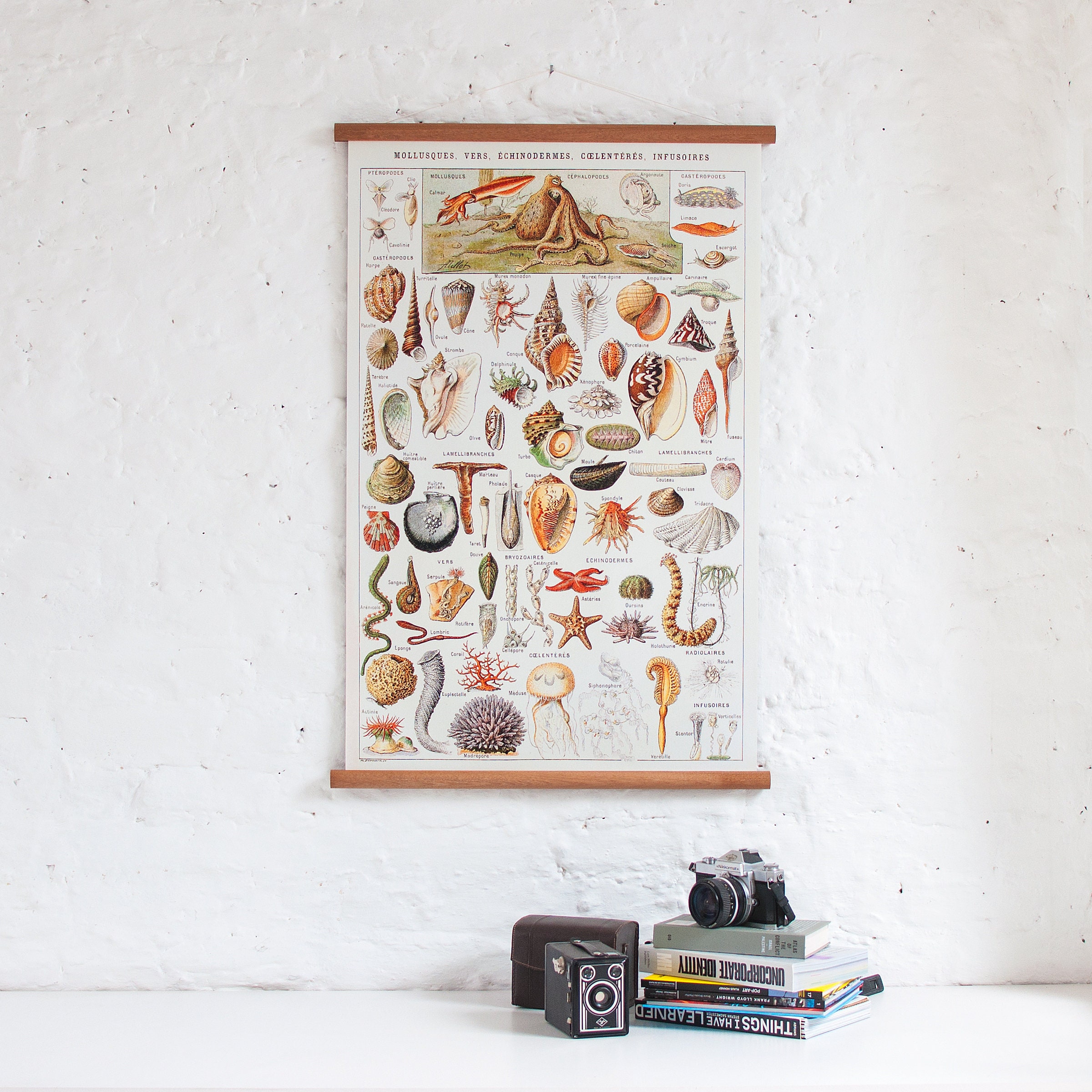 Sealife - Vintage Pull Down Wall Chart - Etsy