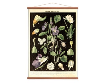 Viola Flower - Vintage pull down wall chart