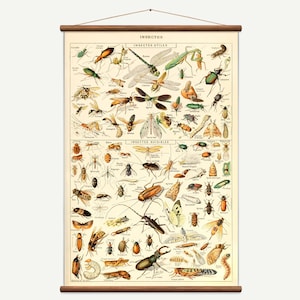 Vintage pull down grafiek van insecten. Hoge kwaliteit handgemaakte vintage kunst