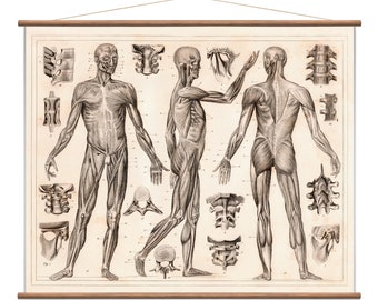 Human Anatomy - Vintage pull down chart