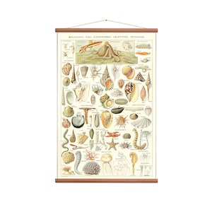 Sealife - Gráfico de pared desplegable vintage