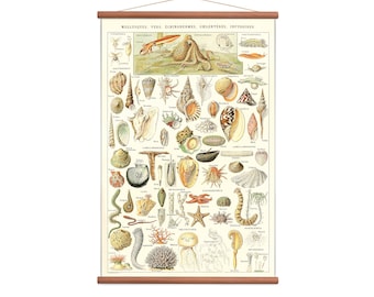 Sealife - Vintage pull down wall chart