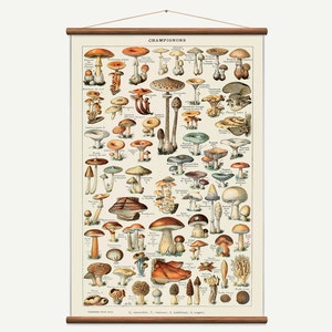 Grafico a discesa vintage delle muchroom botaniche. Arte vintage fatta a mano di alta qualità