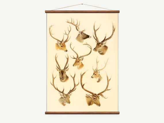 Deer Chart