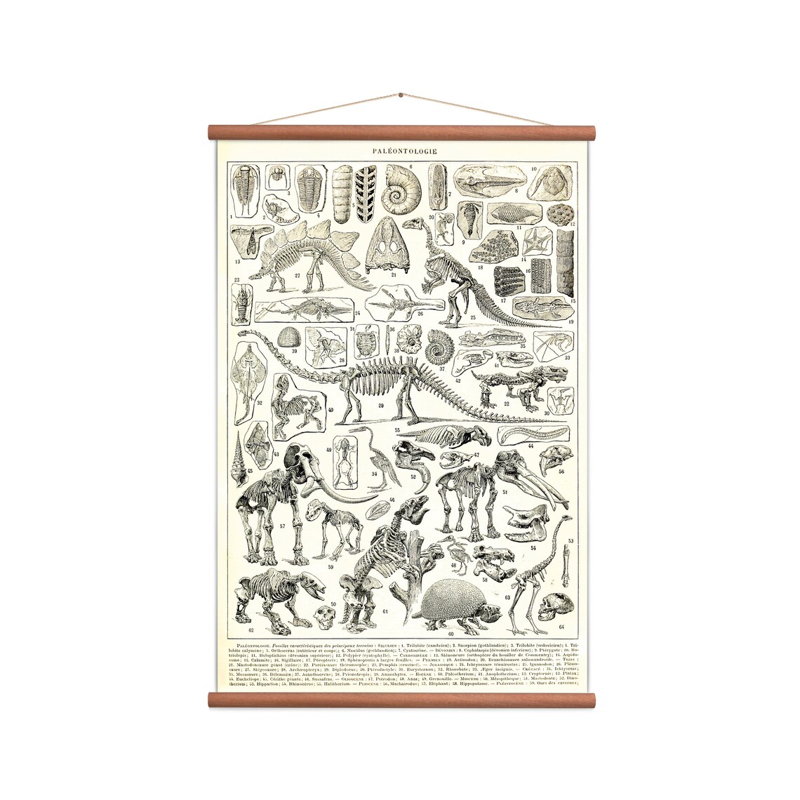 Dinosaurs - Fossils Vintage Pull Down Wall Chart - Etsy