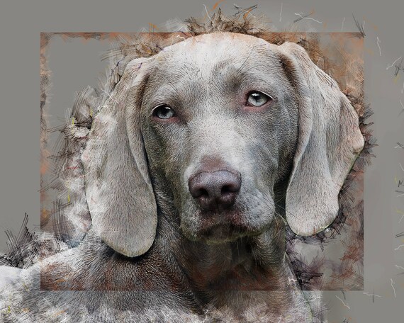 silver weimaraner dog