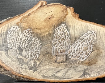 175 Morel Mushrooms 16 1/2” x 8”