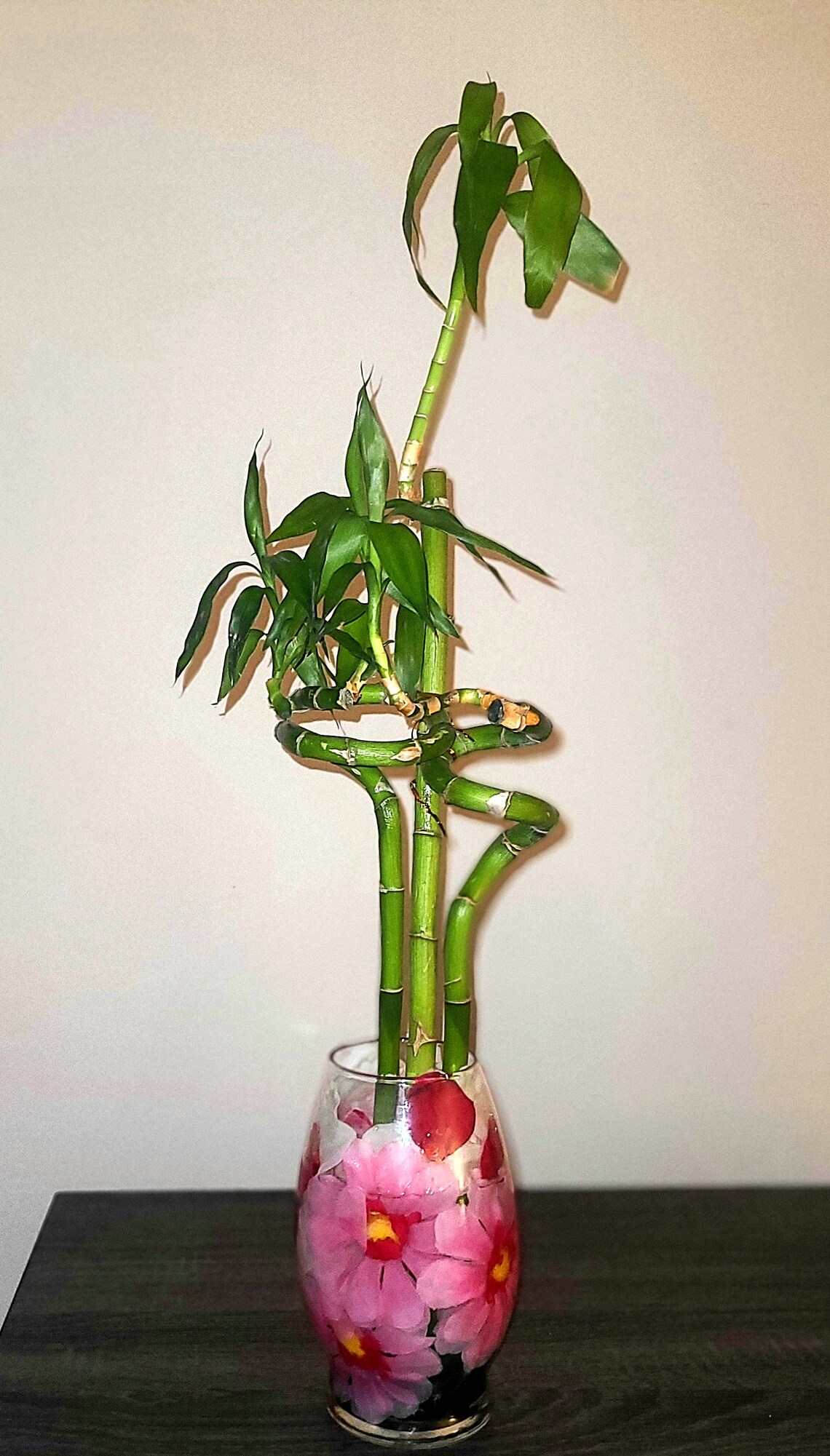 Lucky Bamboo Plant w/Floating Flower Vase Etsy